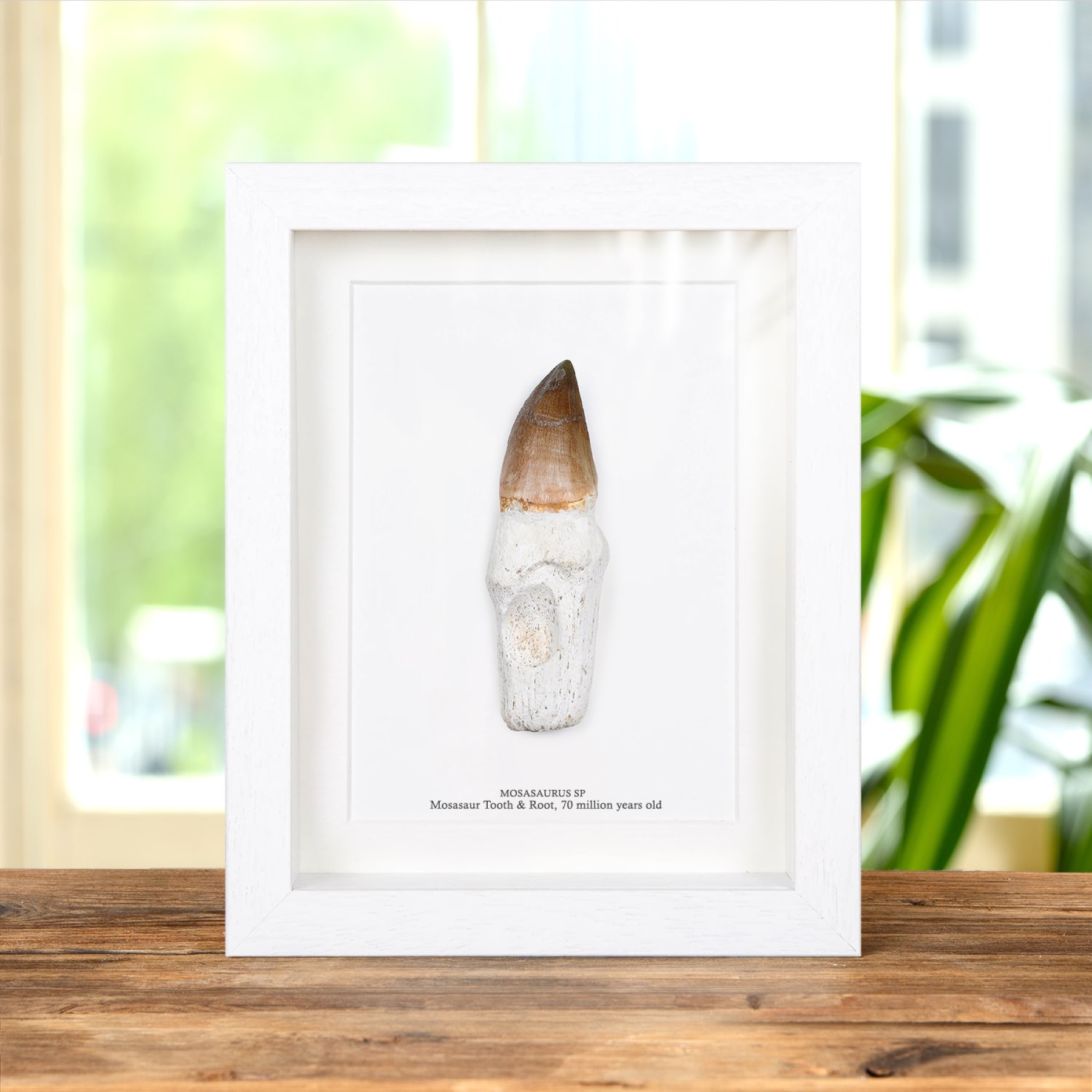 XL Original Rooted Mosasaur Tooth In Box Frame (Mosasauridae sp)