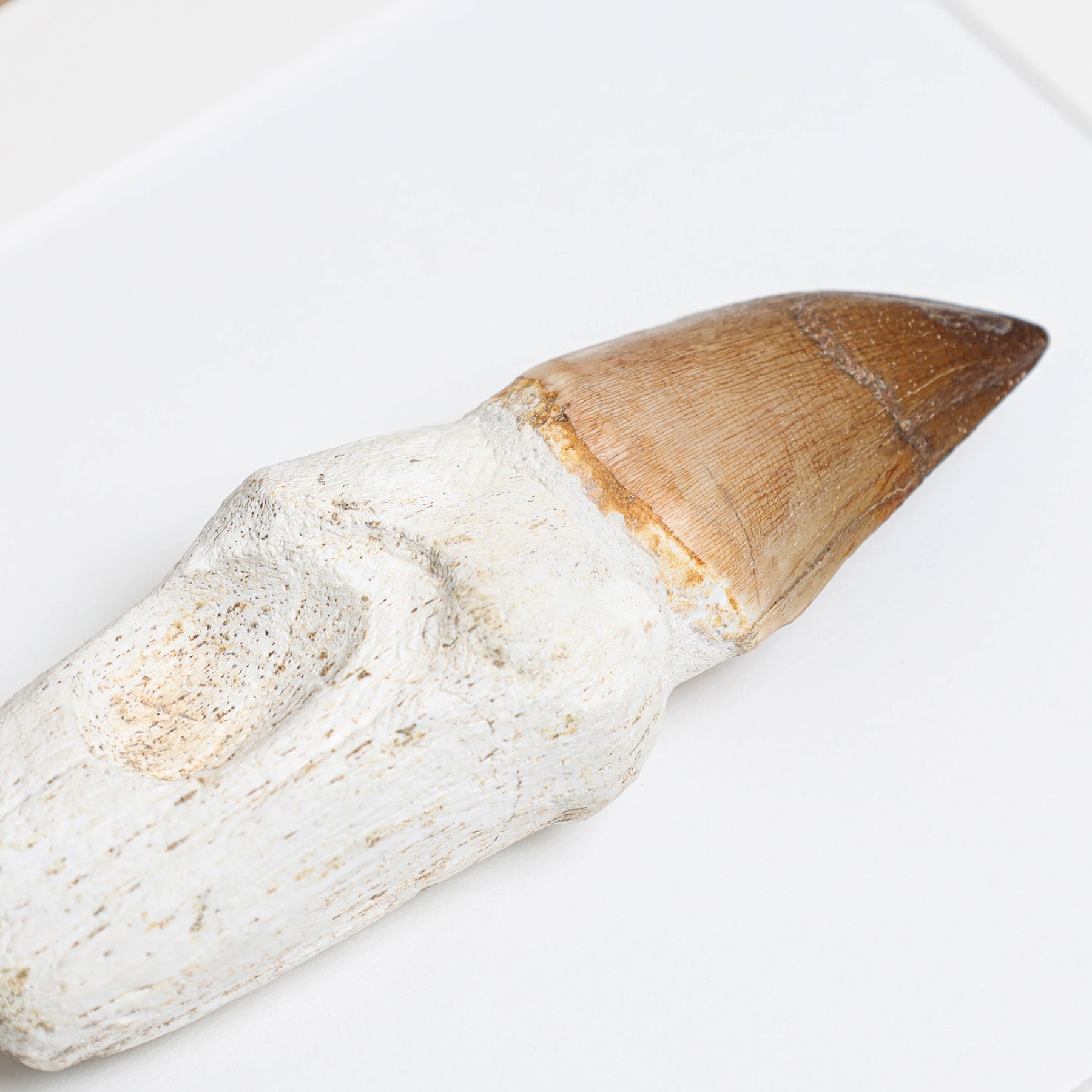 XL Original Rooted Mosasaur Tooth In Box Frame (Mosasauridae sp)