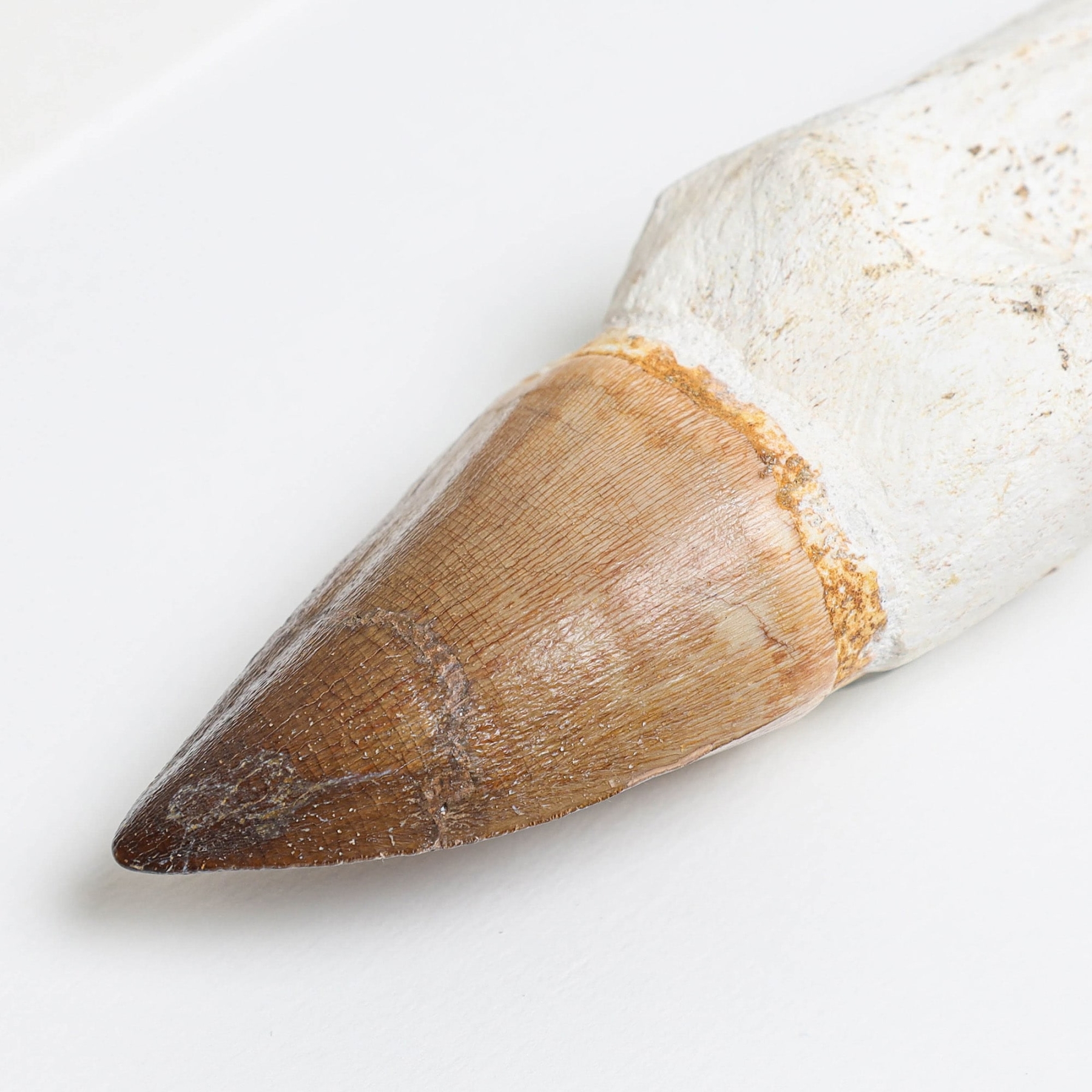XL Original Rooted Mosasaur Tooth In Box Frame (Mosasauridae sp)