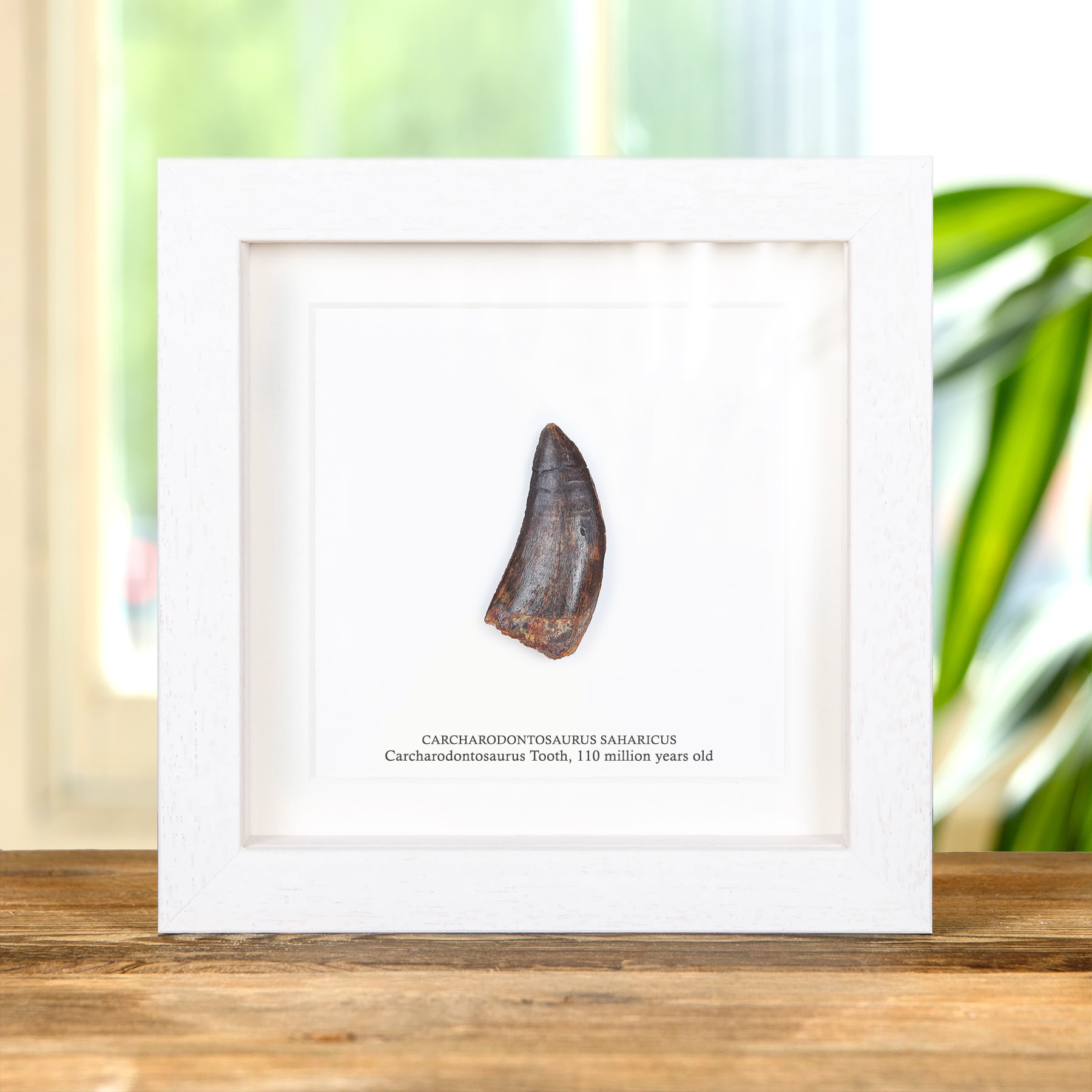 Minibeast Large Carcharodontosaurus Dinosaur Tooth Fossil (Carcharodontosaurus saharicus)