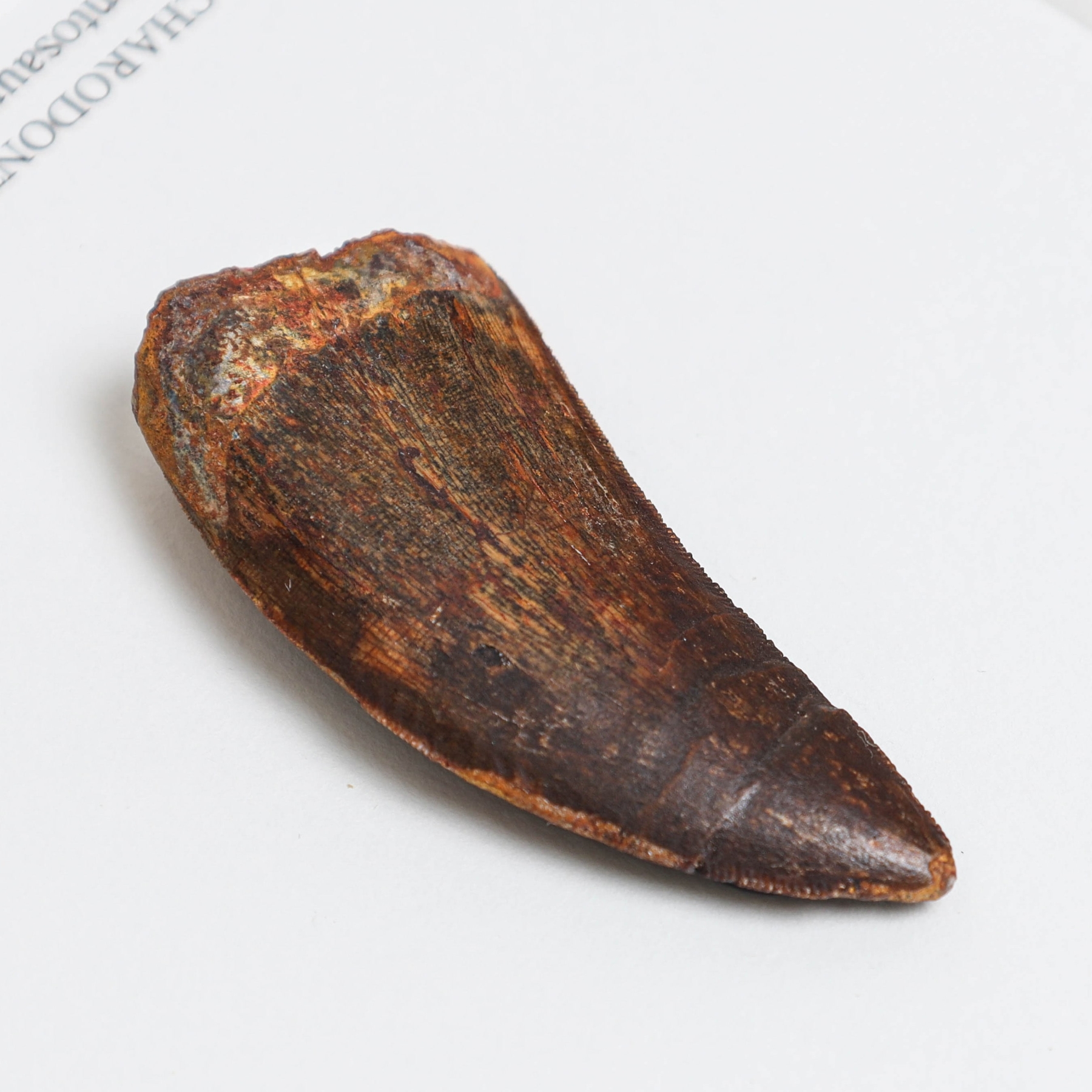 Minibeast Large Carcharodontosaurus Dinosaur Tooth Fossil (Carcharodontosaurus saharicus)