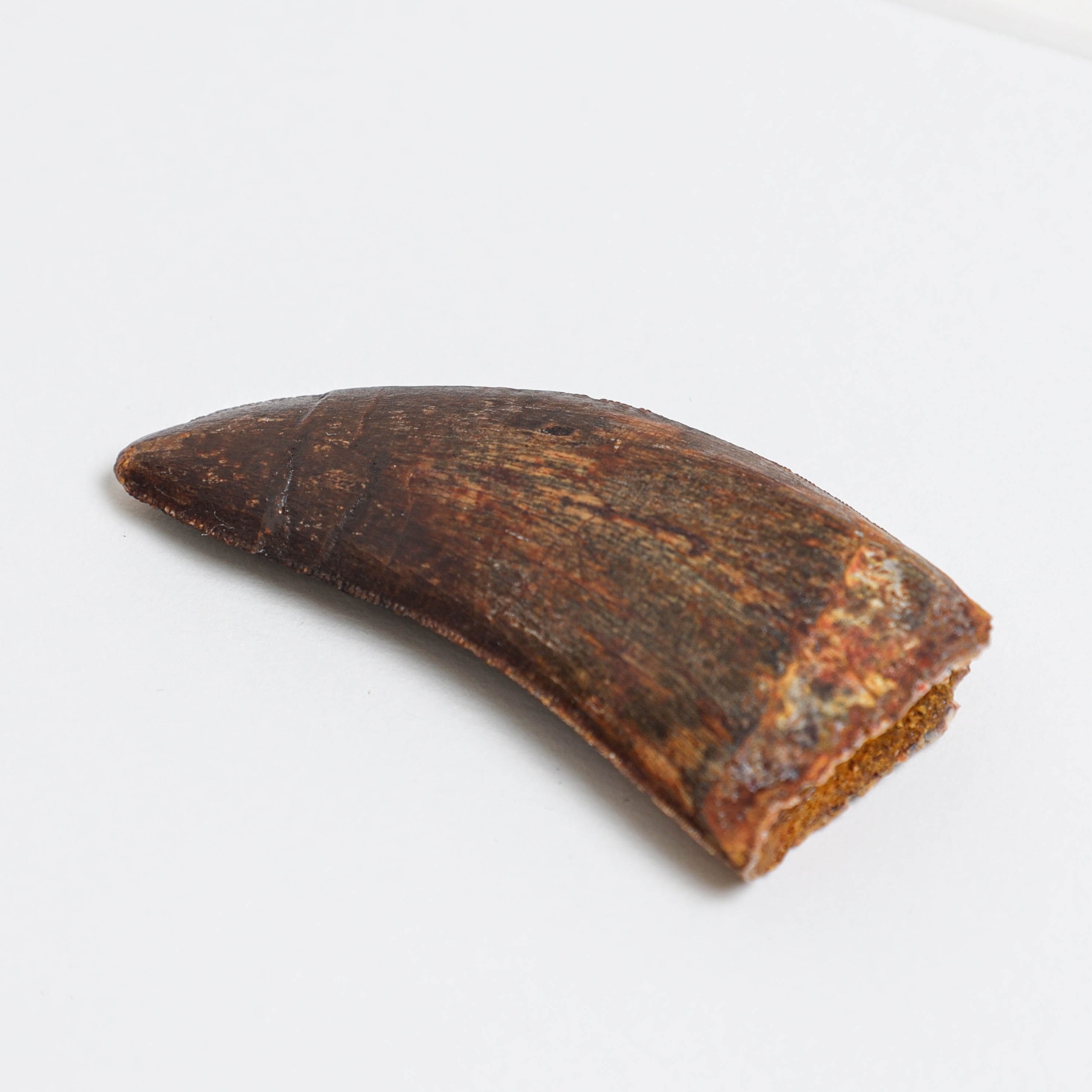 Minibeast Large Carcharodontosaurus Dinosaur Tooth Fossil (Carcharodontosaurus saharicus)