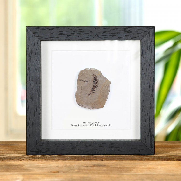 Dawn Redwood Plant Fossil In Box Frame (Metasequoia)