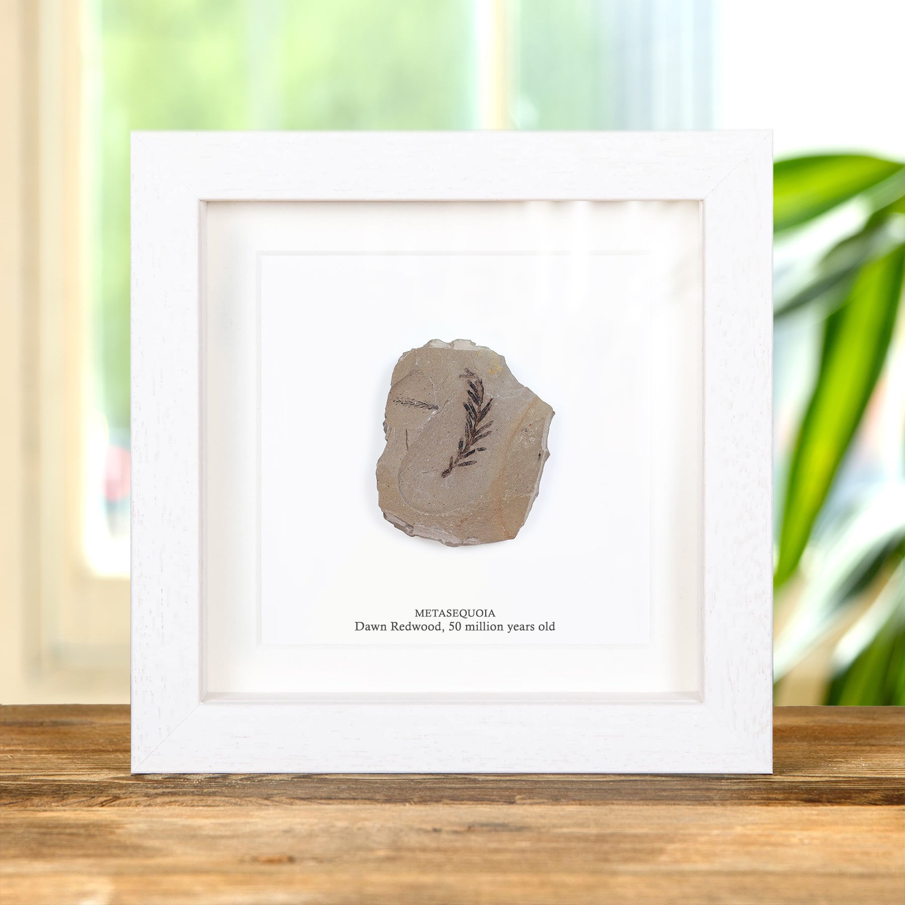 Dawn Redwood Plant Fossil In Box Frame (Metasequoia)