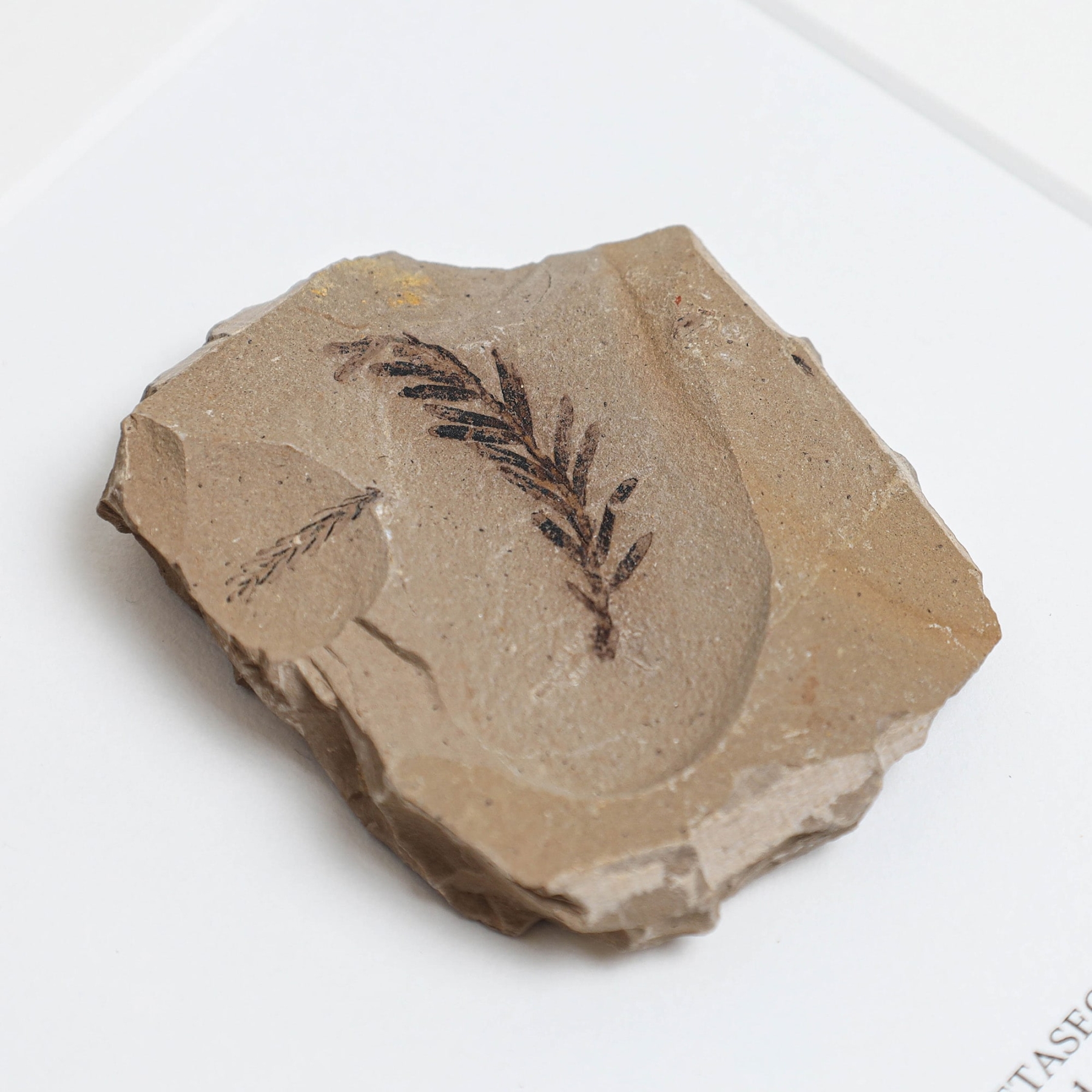 Dawn Redwood Plant Fossil In Box Frame (Metasequoia)
