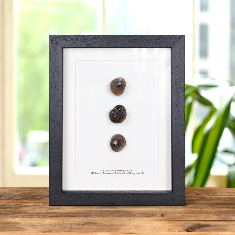 Globidens Mosasaur Tooth Fossil In Box Frame (Globidens phosphaticus)