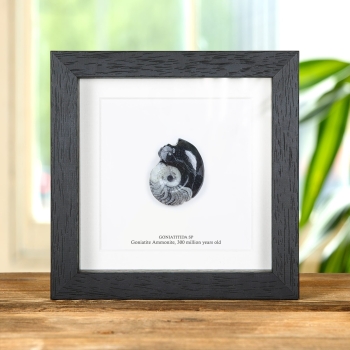 Goniatite Ammonite In Box Frame (Goniatitida sp)