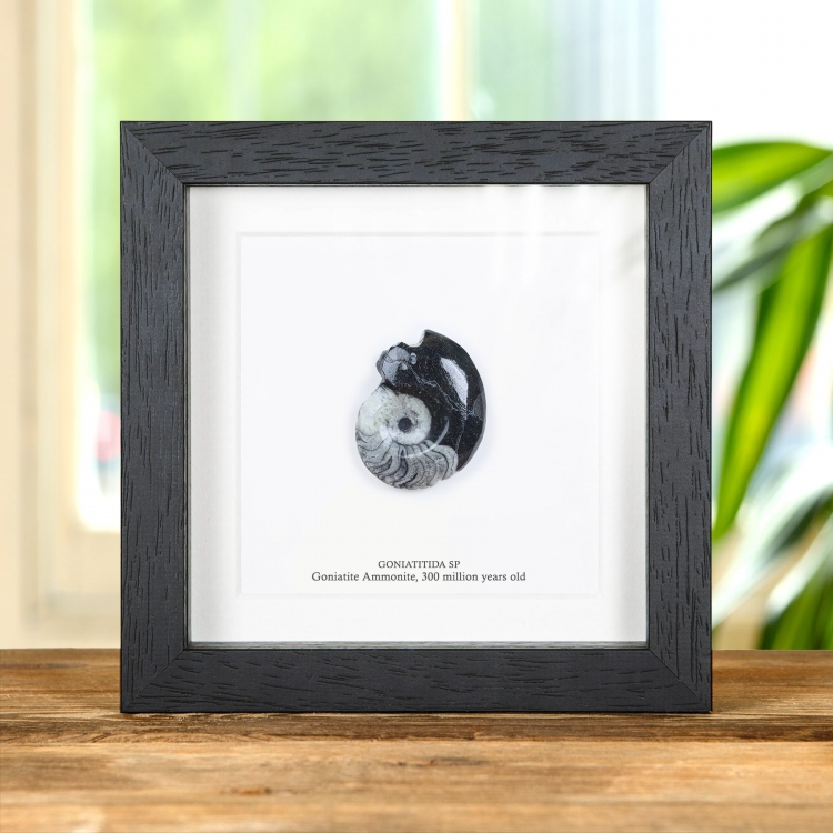 Goniatite Ammonite In Box Frame (Goniatitida sp)