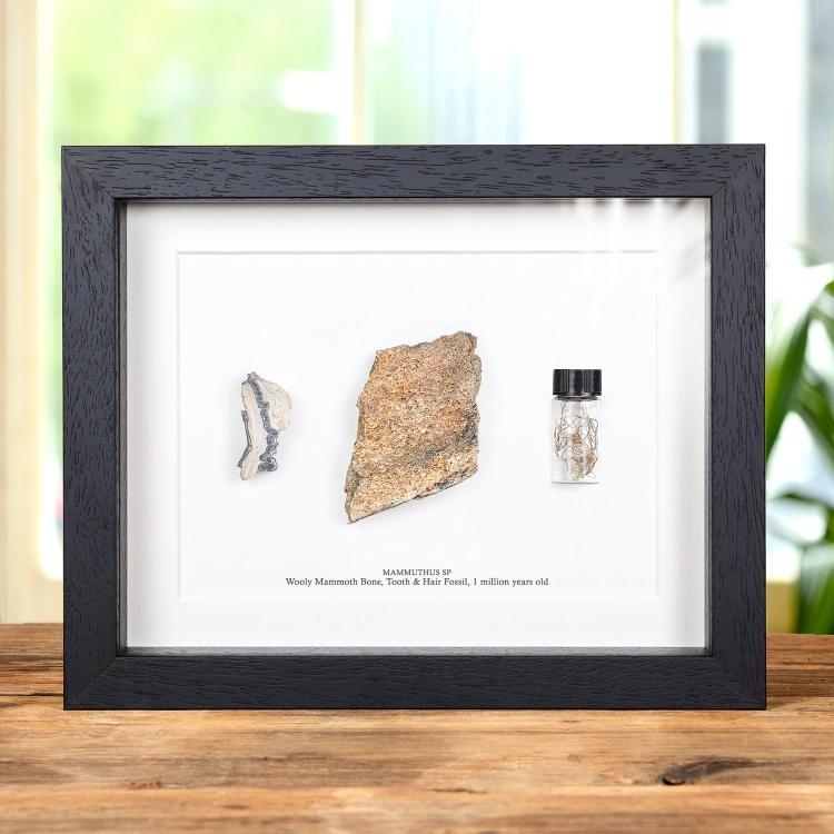 Woolly Mammoth Bone, Tooth & Hair Fossil In Box Frame (Mammuthus sp)