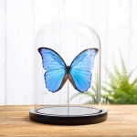 Minibeast Blue Morpho Butterfly In Glass Dome (Morpho didius)