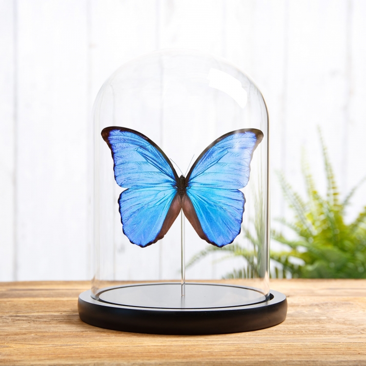 Blue Morpho Butterfly In Glass Dome (Morpho didius) Blue Morpho Butterfly In Glass Dome (Morpho didius)