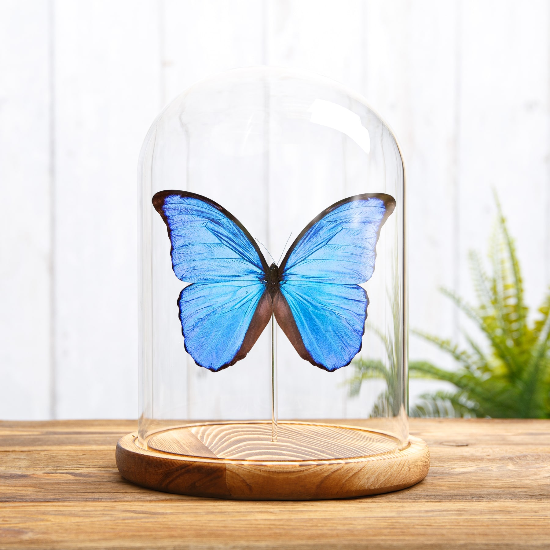 Blue Morpho Butterfly In Glass Dome (Morpho didius) Blue Morpho Butterfly In Glass Dome (Morpho didius)