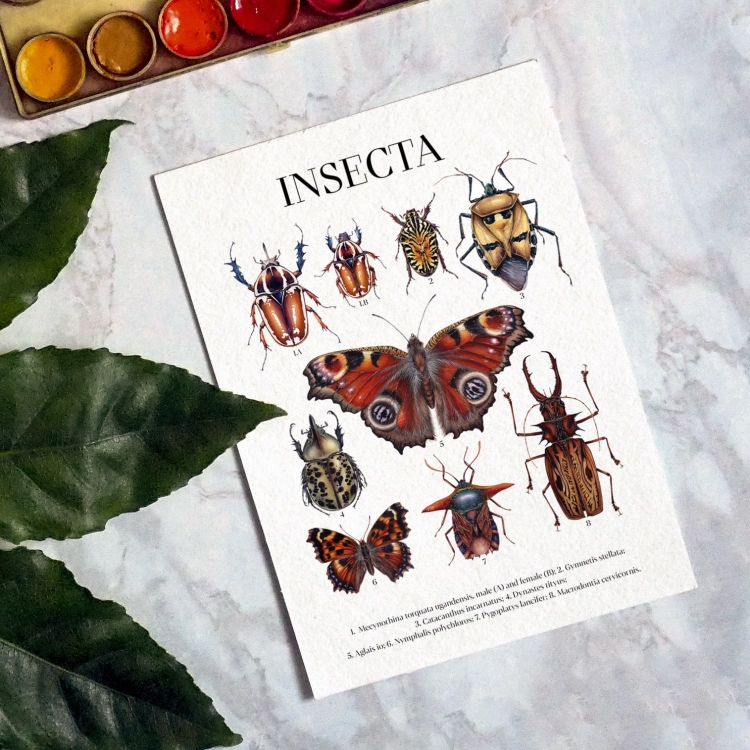 insecta Watercolour Giclée Print
