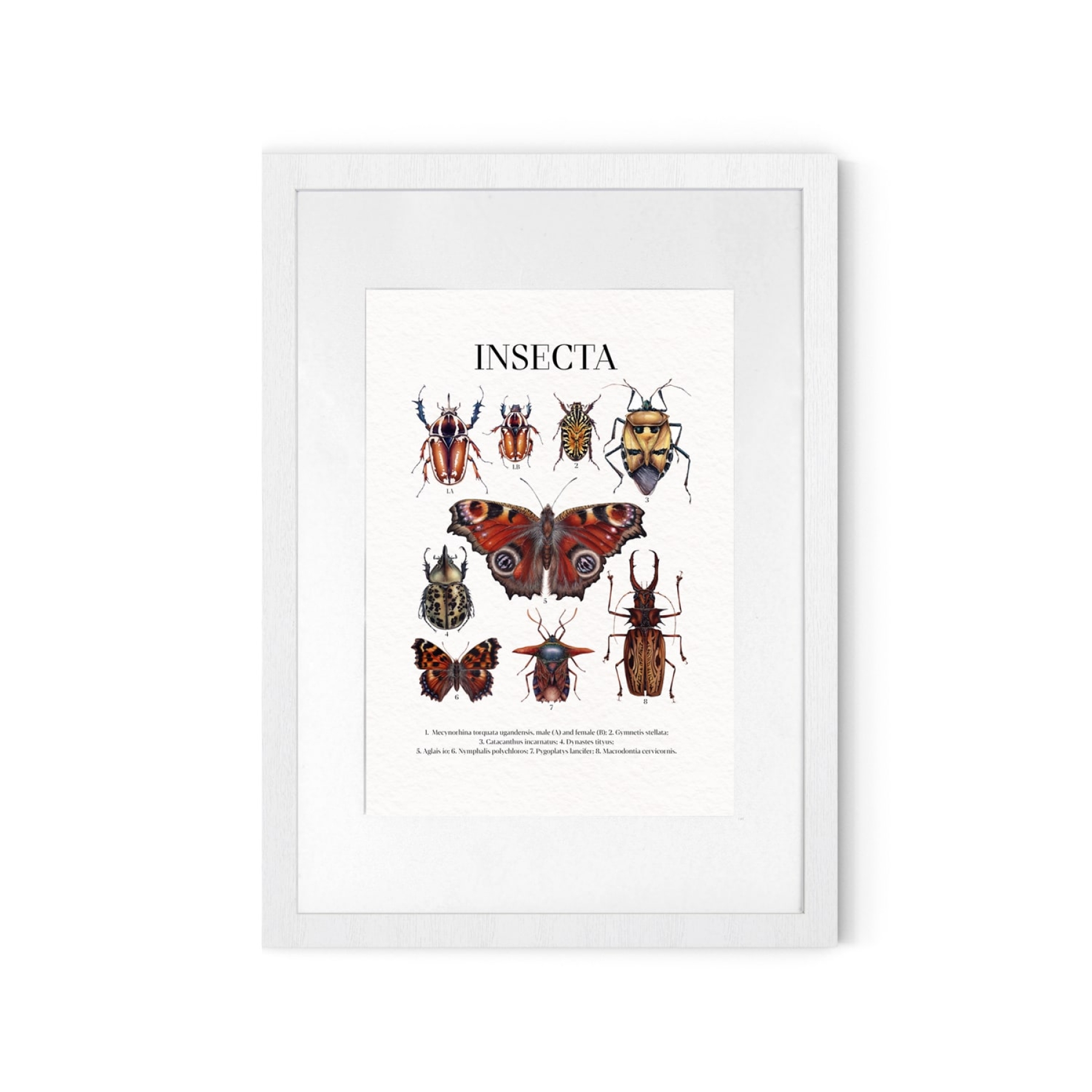 insecta Watercolour Giclée Print