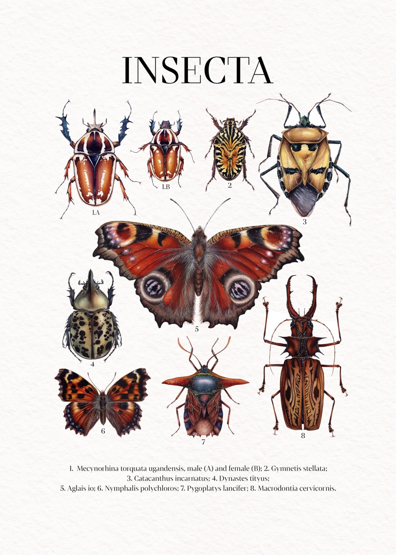 insecta Watercolour Giclée Print