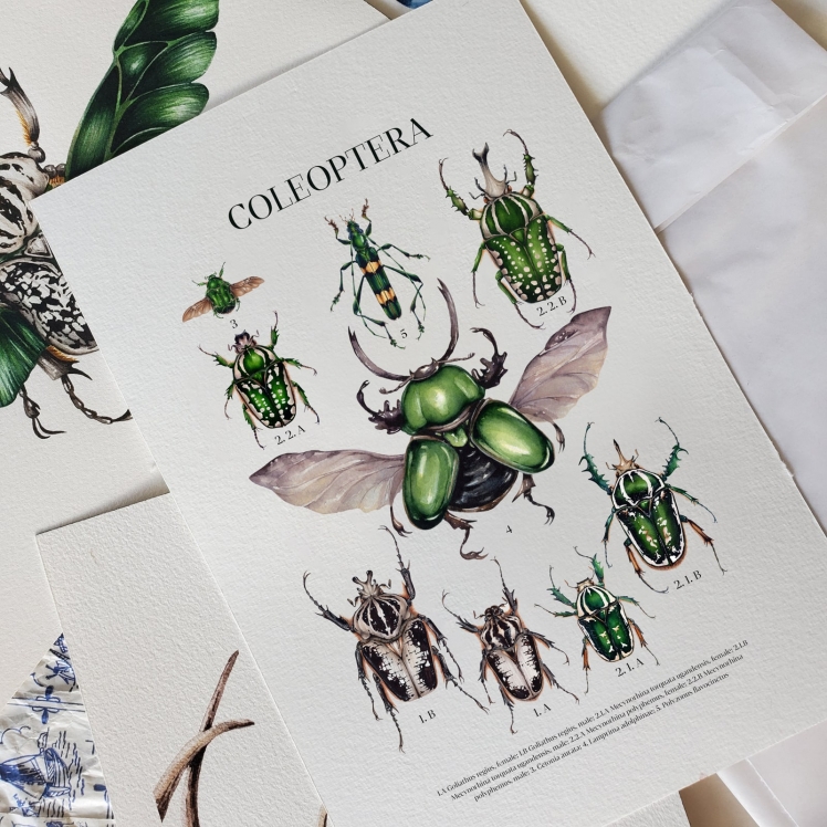 Coleoptera Watercolour Giclée Print Coleoptera Watercolour Giclée Print