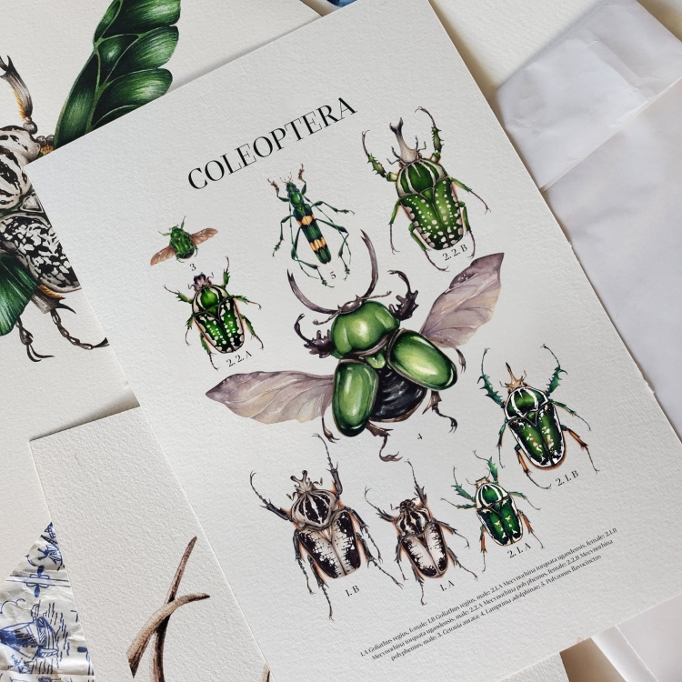 Coleoptera Watercolour Giclée Print