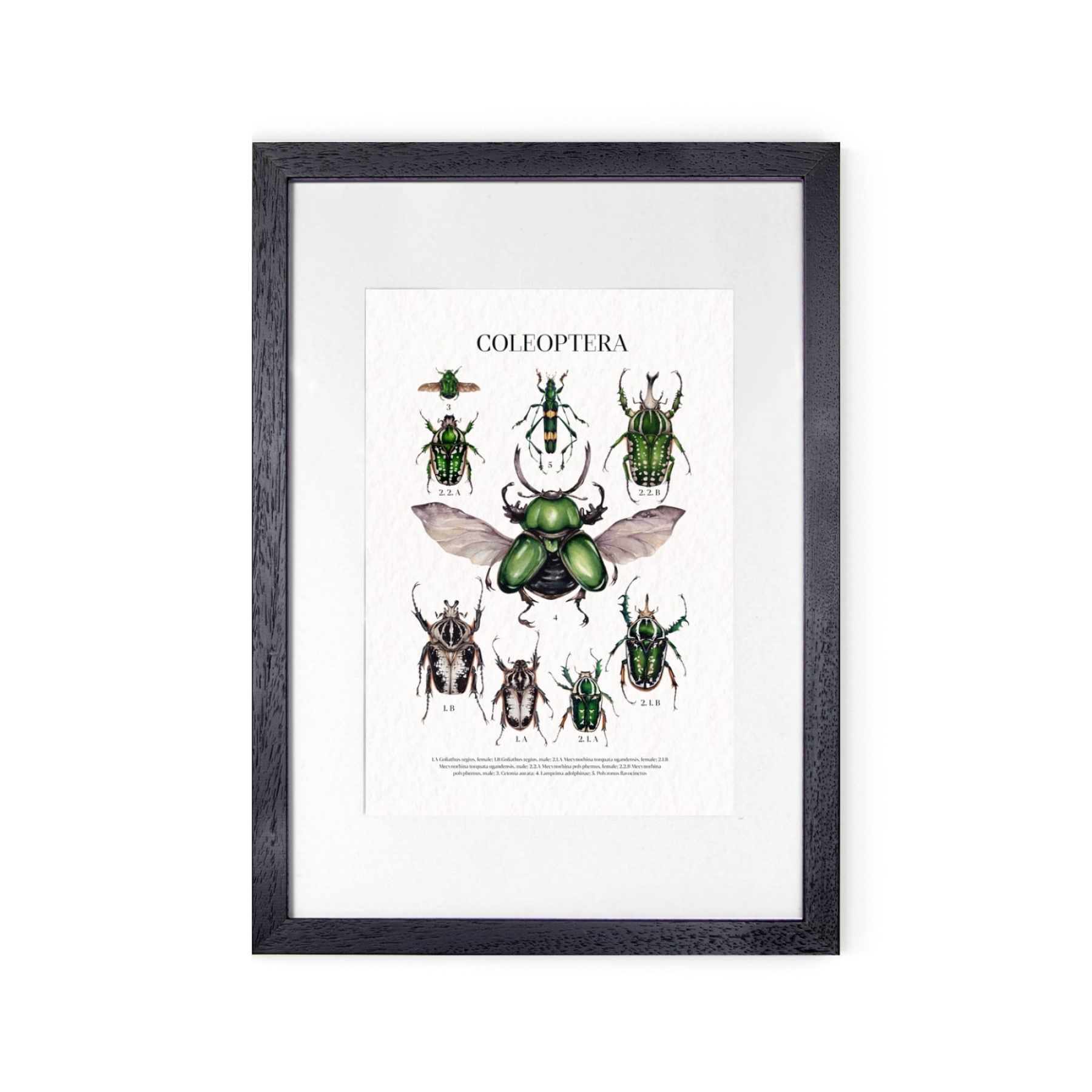 Minibeast Coleoptera Watercolour Giclée Print