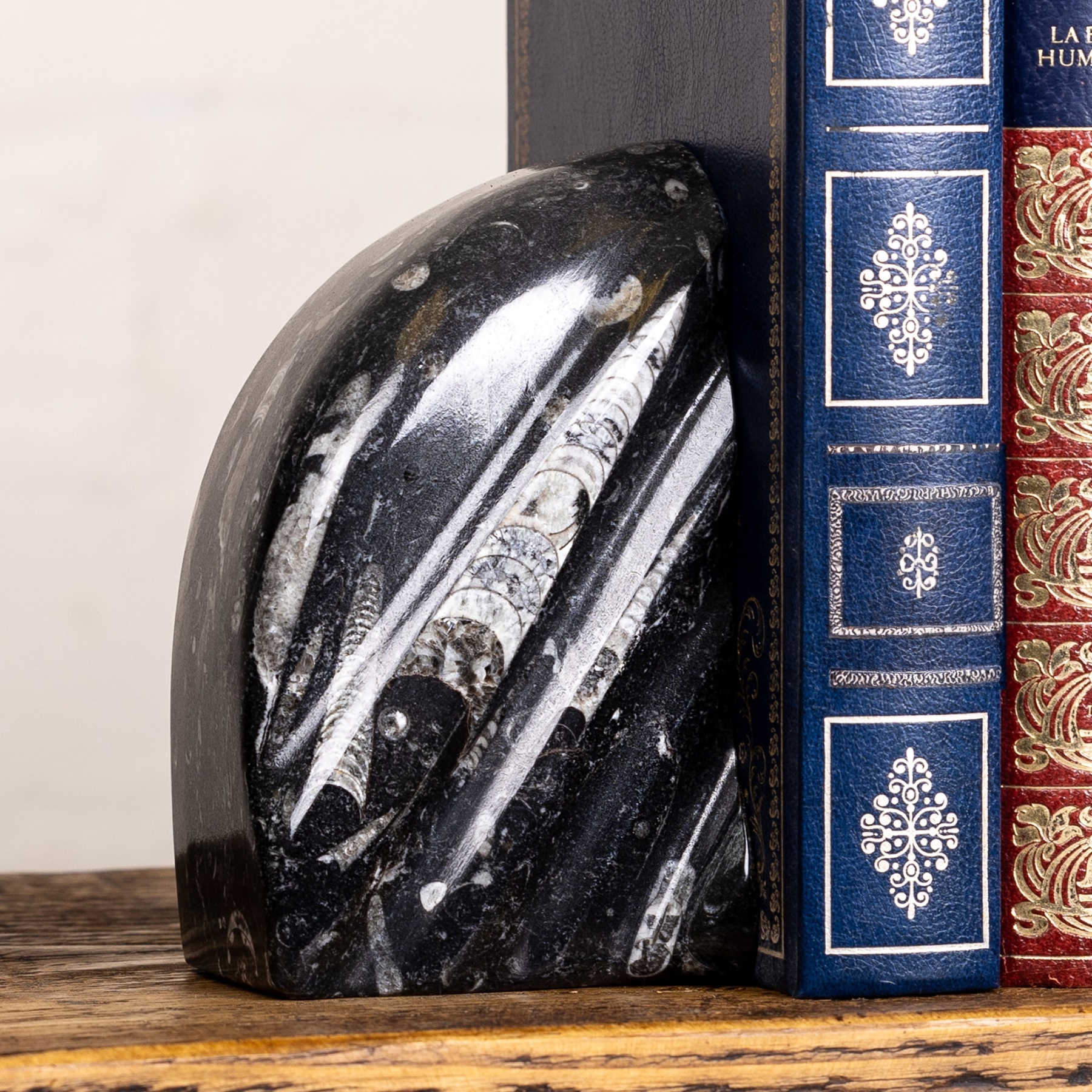 Minibeast Marble Bookends with Fossilised Orthoceras