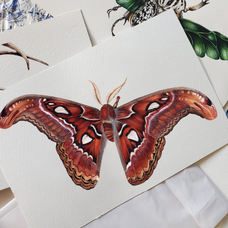 Female Atlas Moth (Attacus atlas) Watercolour Giclée Print