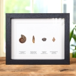 Minibeast Earth's Historical Timeline Collection In Box Frame