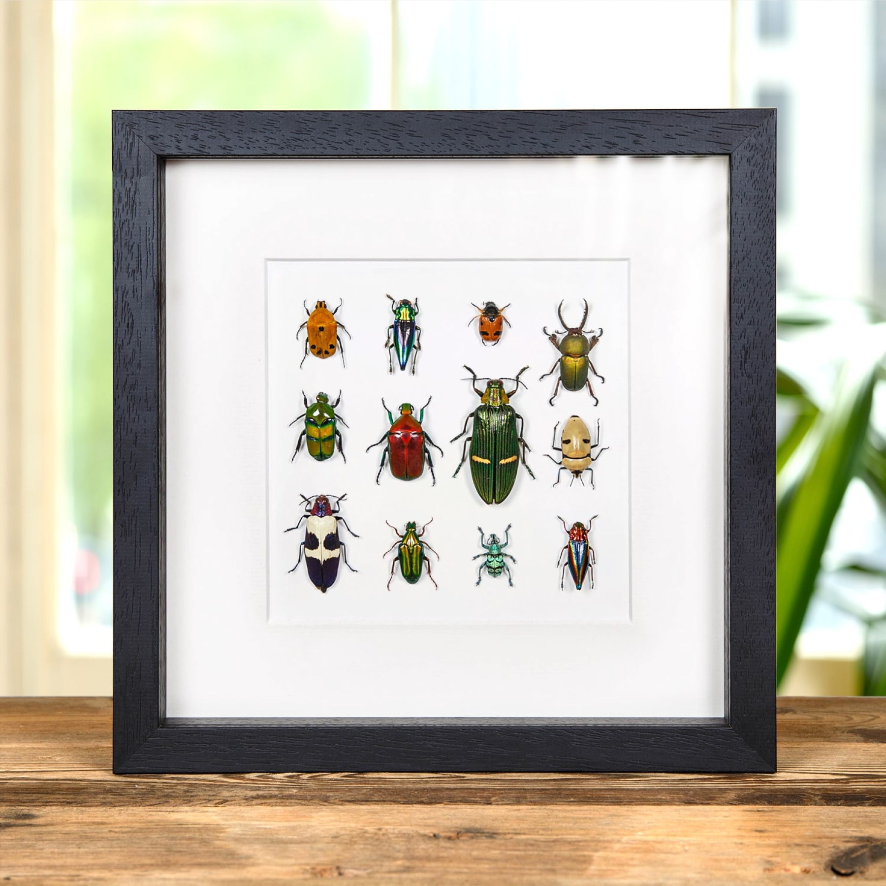 Minibeast Multiple Insect Display In Box Frame