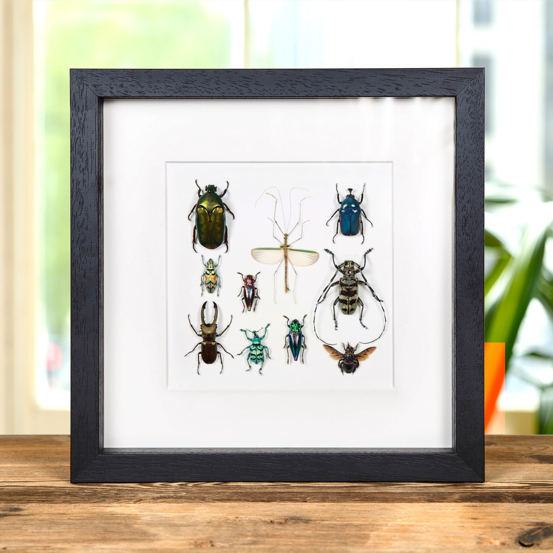 Minibeast Multiple Insect Display In Box Frame