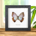 Minibeast Rare Female Sulkowsky's Morpho Butterfly In Box Frame (Morpho sulkowskyi)
