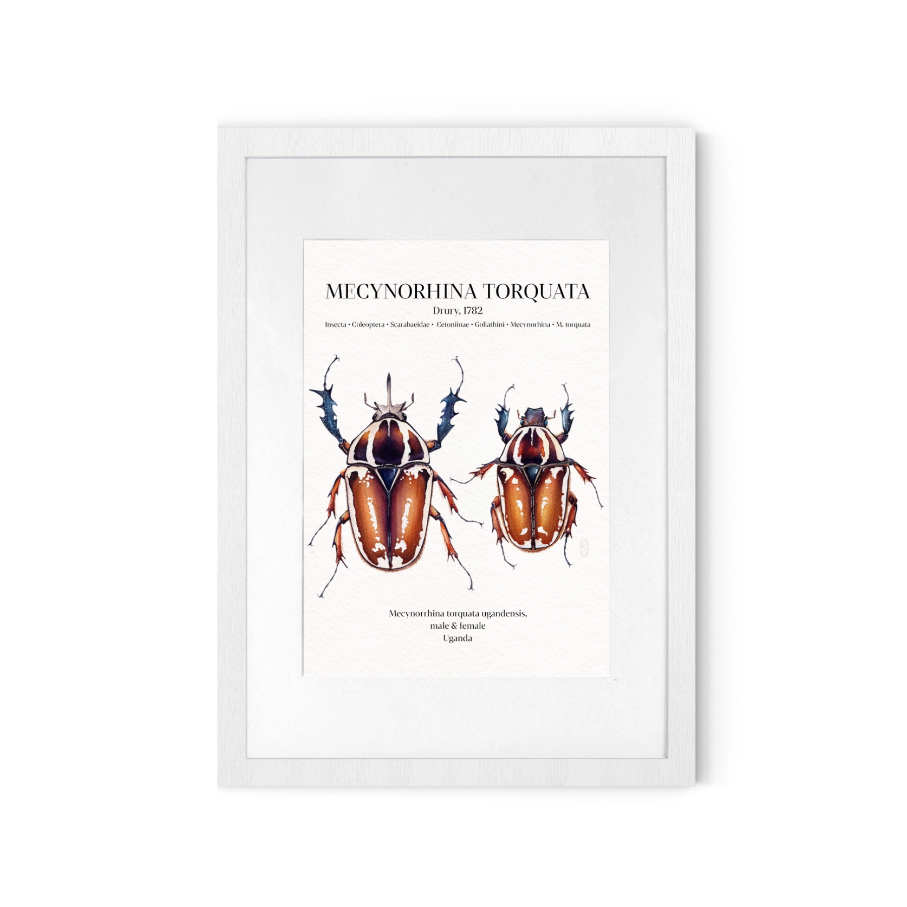 Mecynorhina Torquata Ugandensis Pair Watercolour Giclée Print