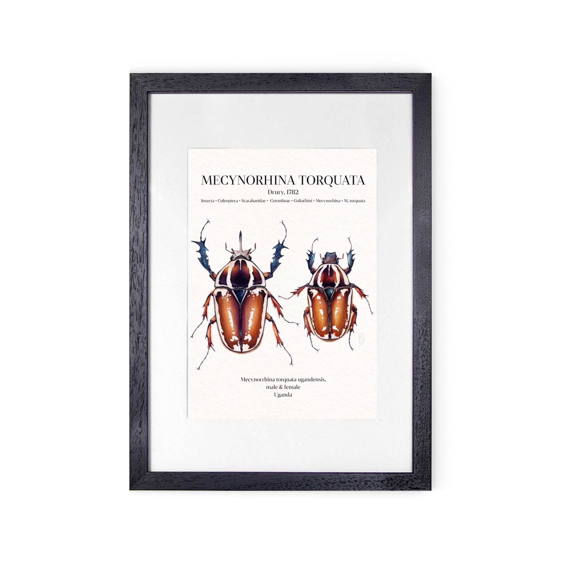 Mecynorhina Torquata Ugandensis Pair Watercolour Giclée Print