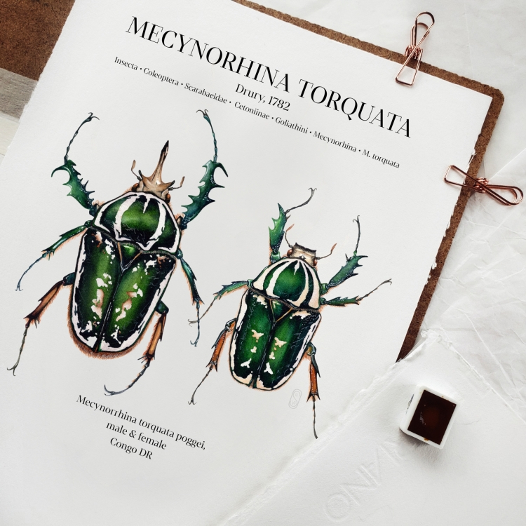 Mecynorhina Torquata Poggei Pair Watercolour Giclée Print
