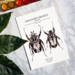 Minibeast Goliathus Regius Pair Watercolour Giclée Print