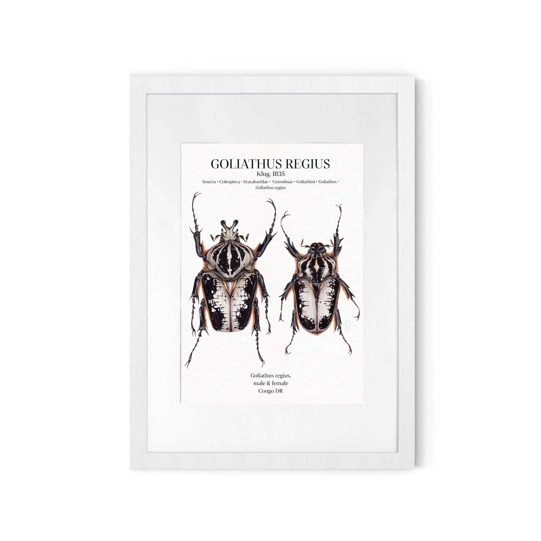 Goliathus Regius Pair Watercolour Giclée Print