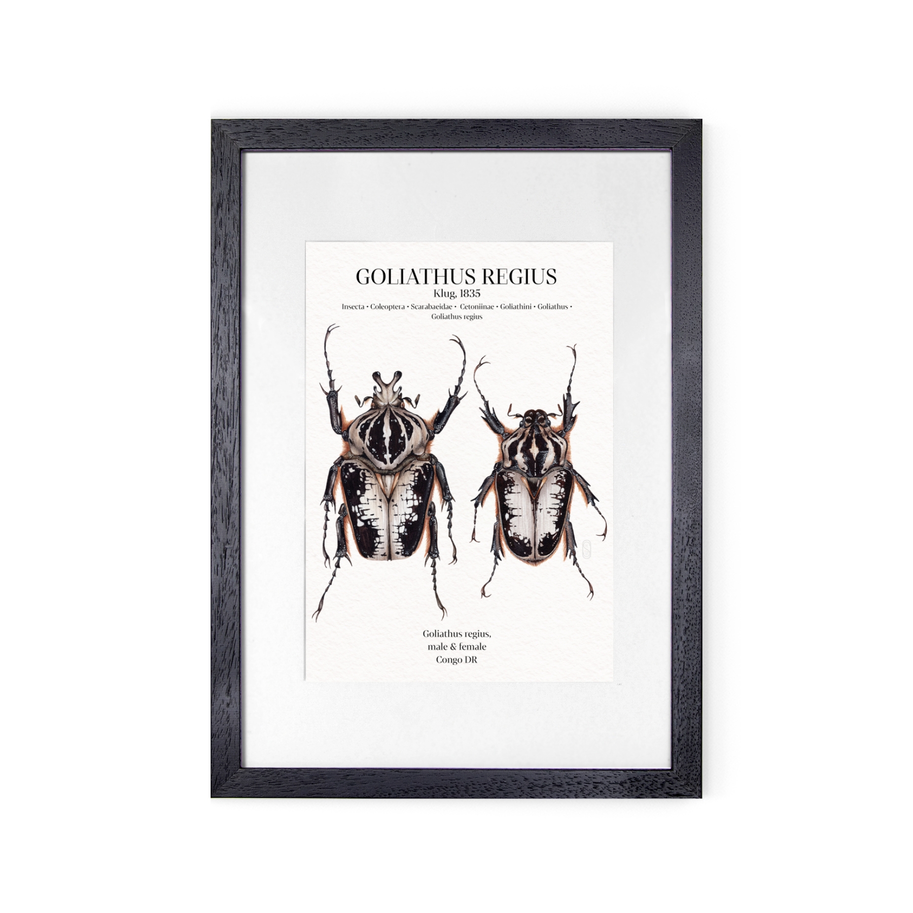 Goliathus Regius Pair Watercolour Giclée Print