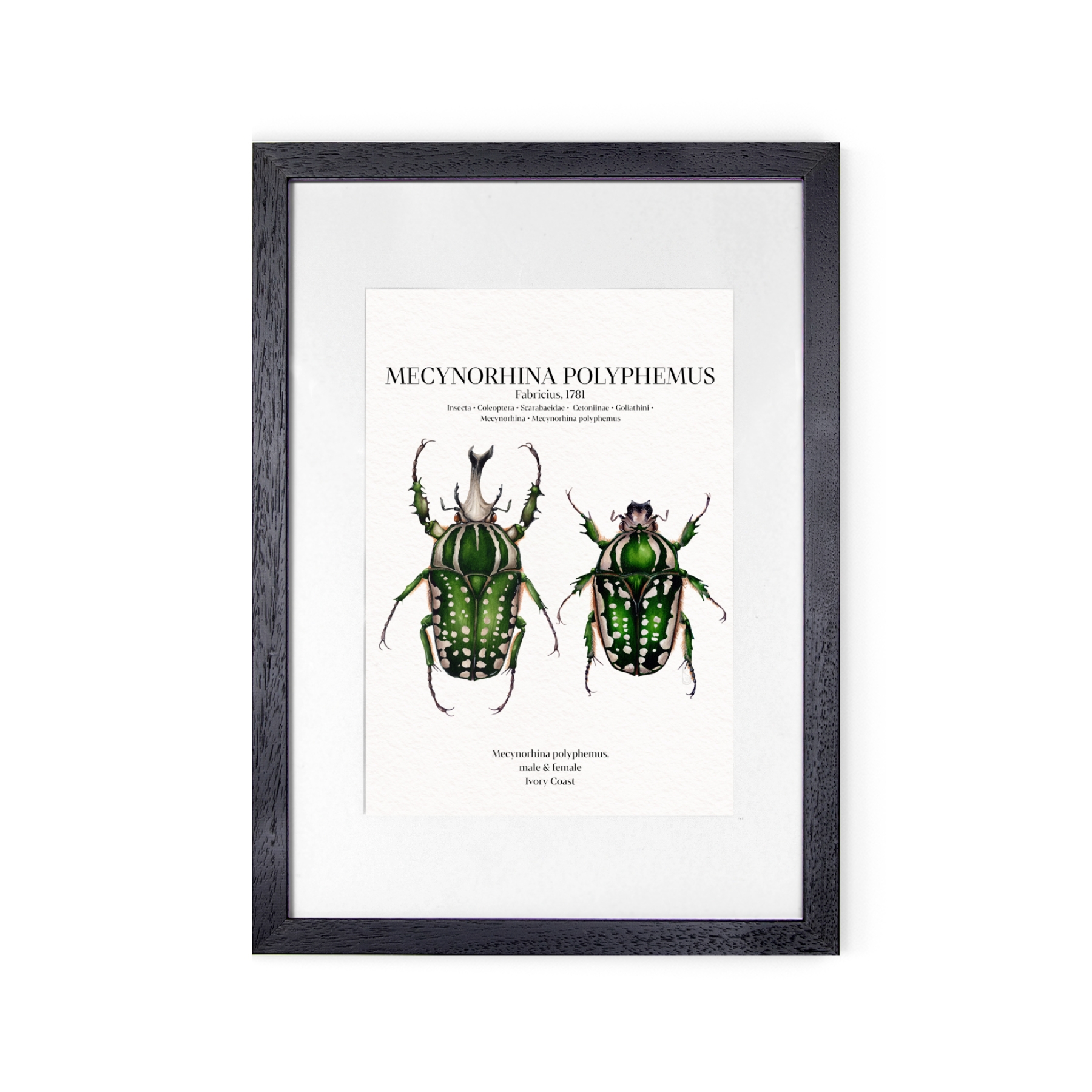 Mecynorhina Polyphemus Pair Watercolour Giclée Print
