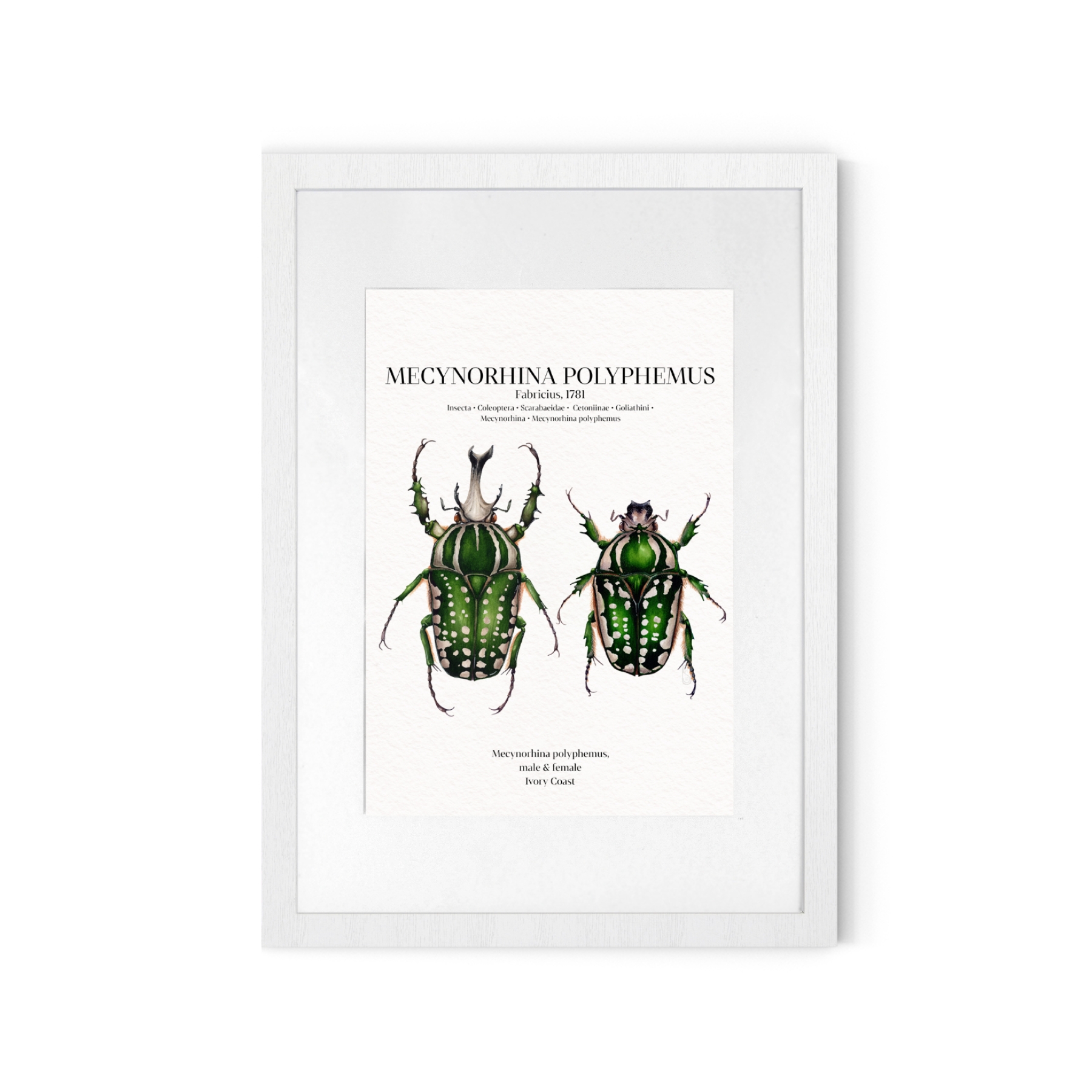 Mecynorhina Polyphemus Pair Watercolour Giclée Print