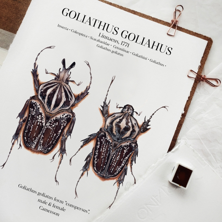 Goliathus Conspersus Pair Watercolour Giclée Print Goliathus Conspersus Pair Watercolour Giclée Print
