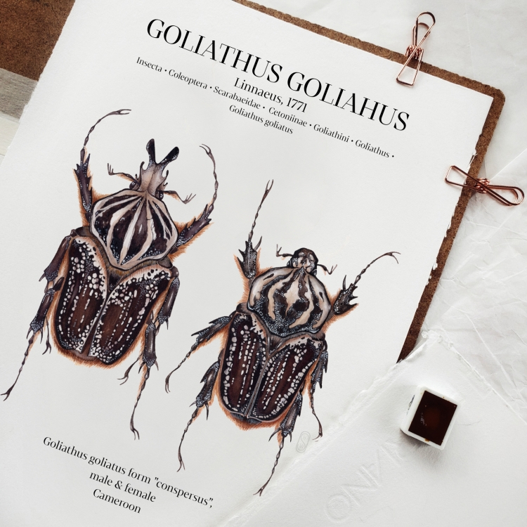 Goliathus Conspersus Pair Watercolour Giclée Print