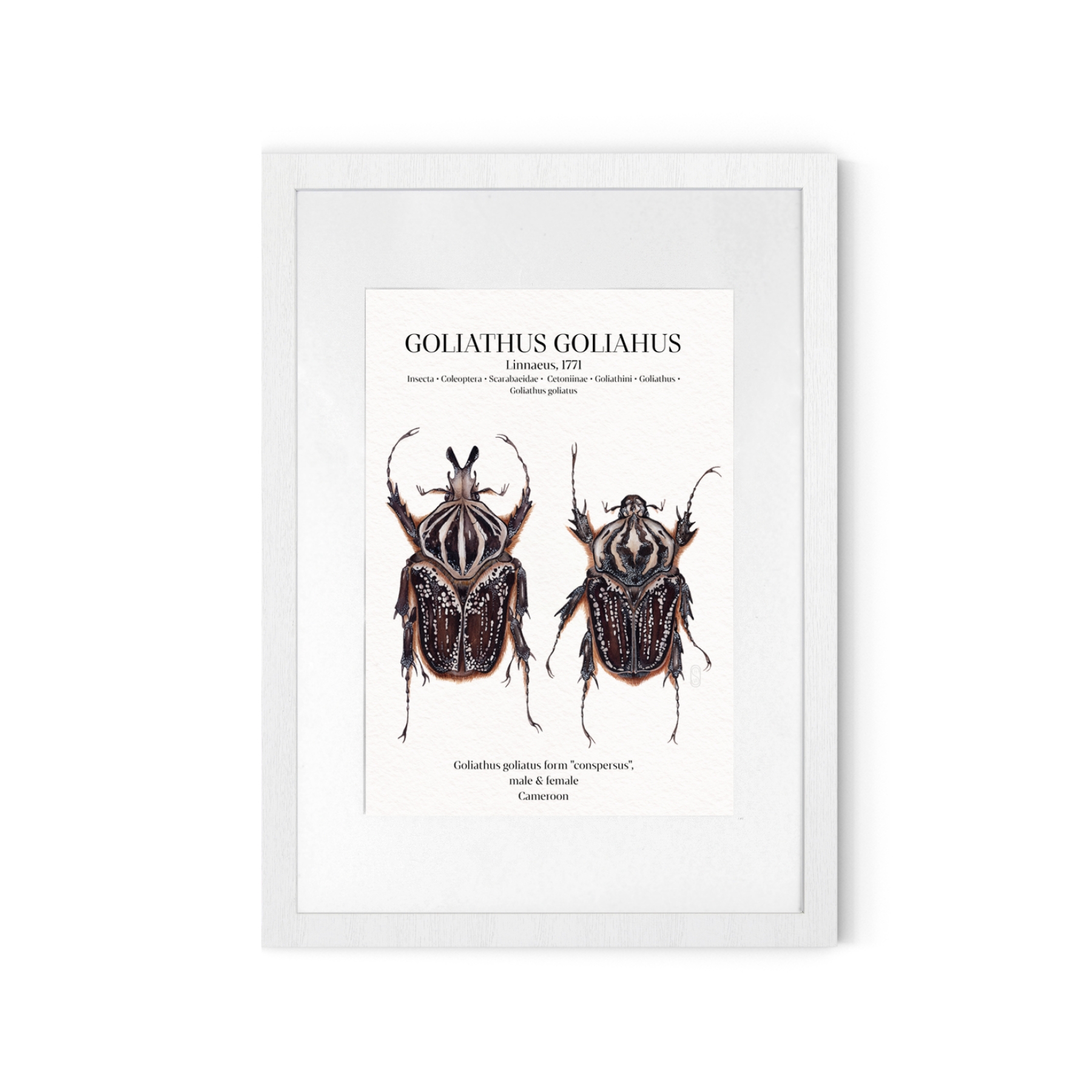 Goliathus Conspersus Pair Watercolour Giclée Print