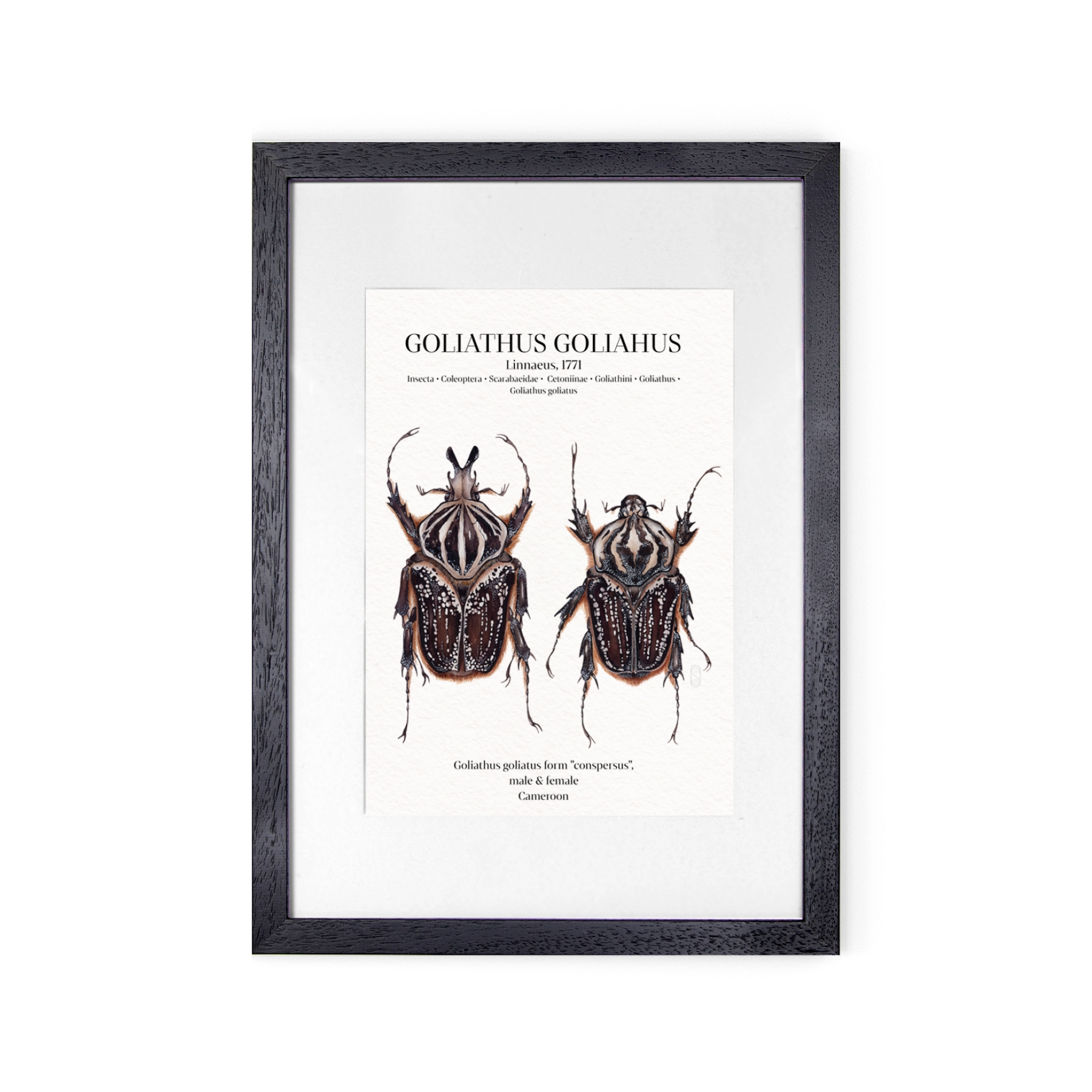 Goliathus Conspersus Pair Watercolour Giclée Print