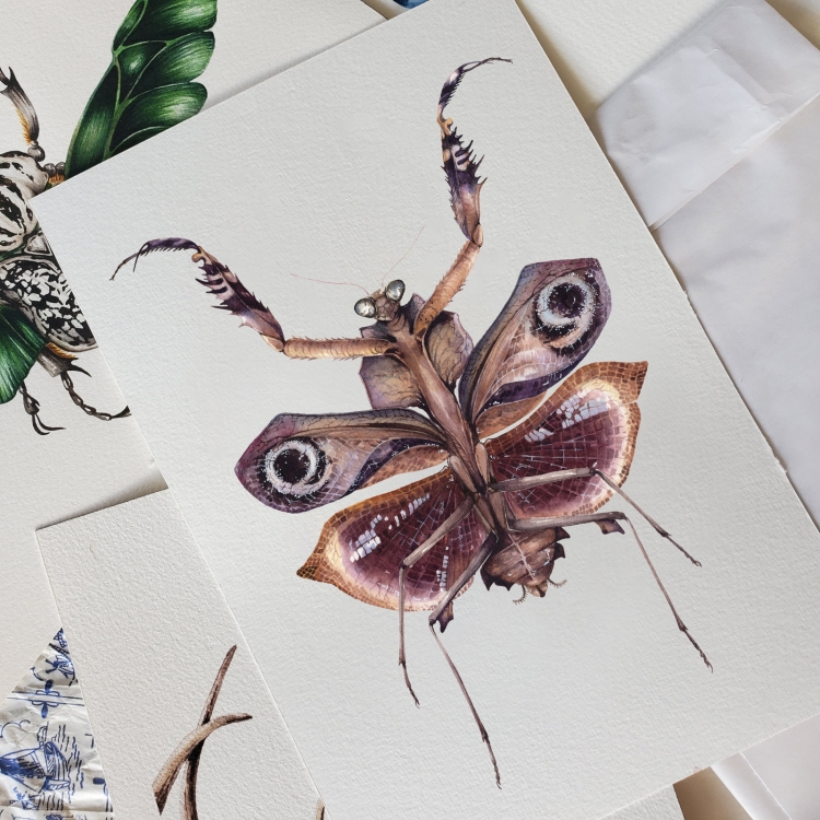 Deroplatys Desiccata Watercolour Giclée Print