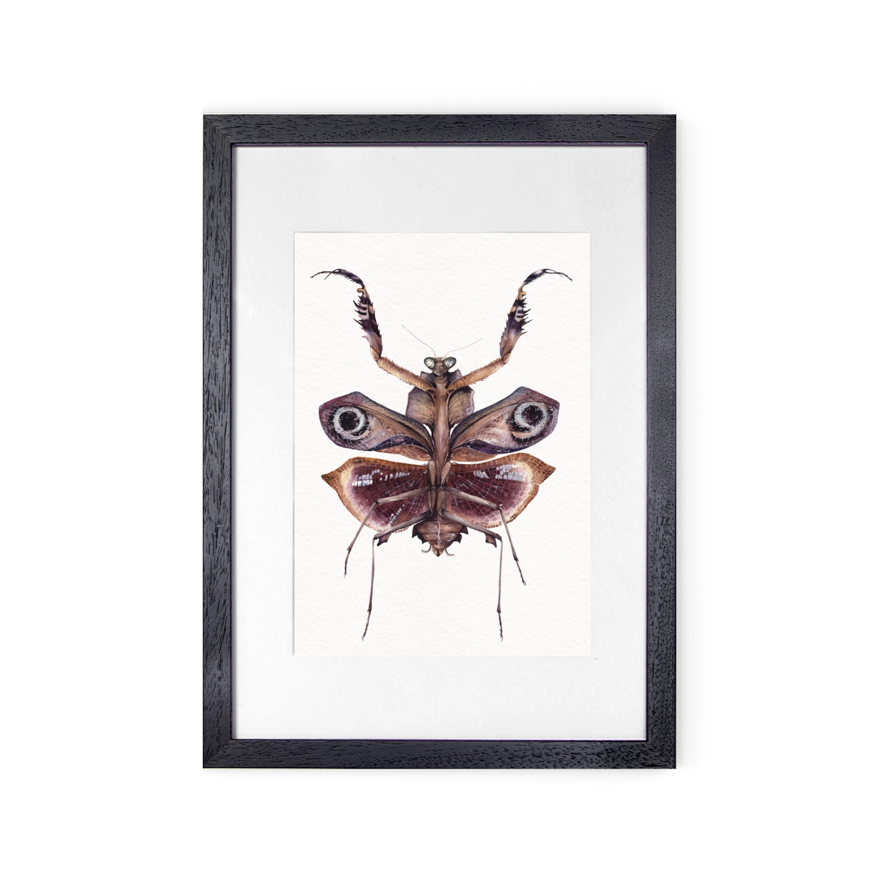 Deroplatys Desiccata Watercolour Giclée Print