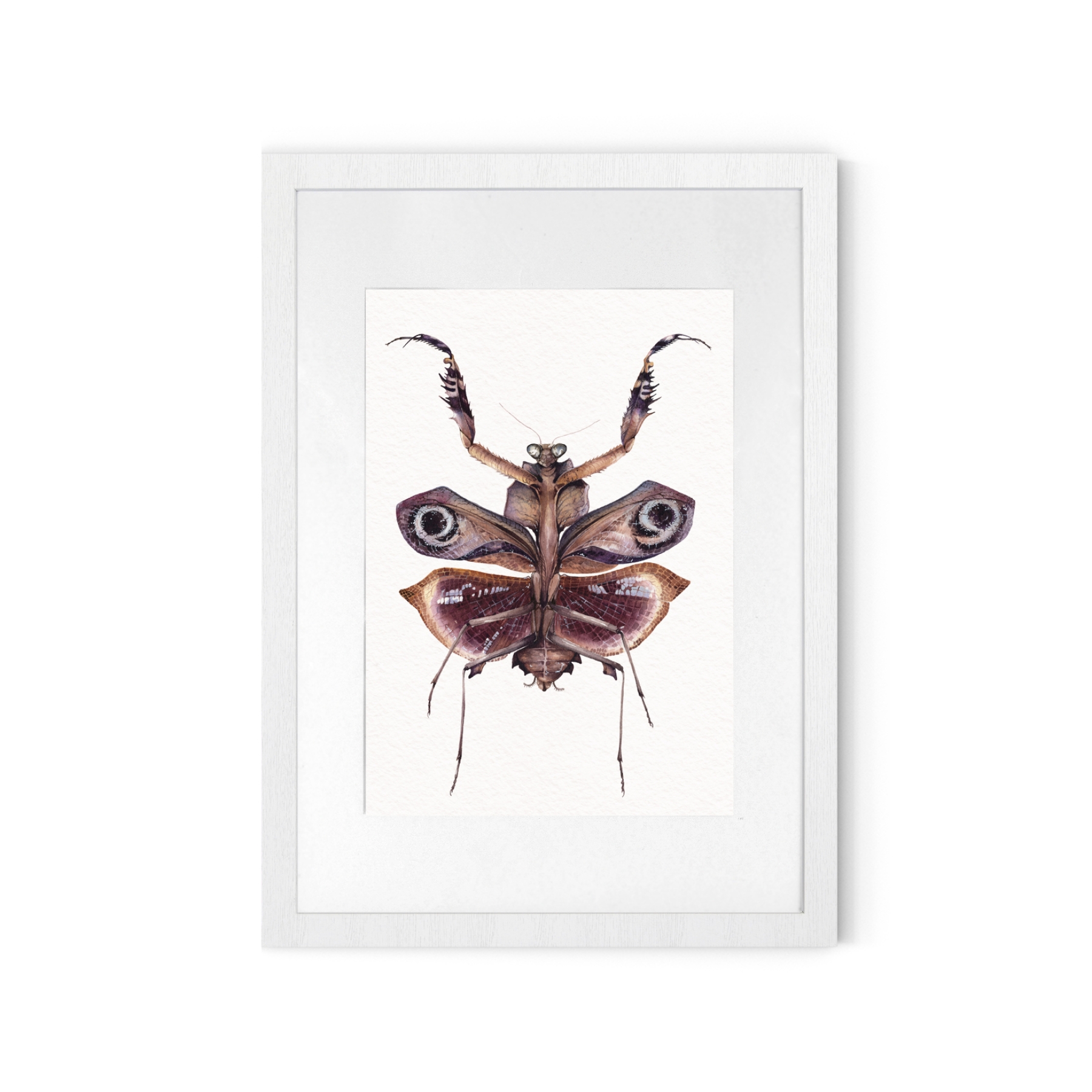Deroplatys Desiccata Watercolour Giclée Print