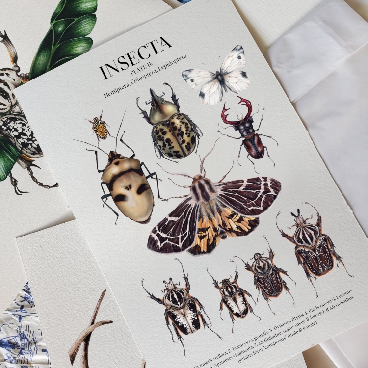 Insecta Plate II Watercolour Giclée Print