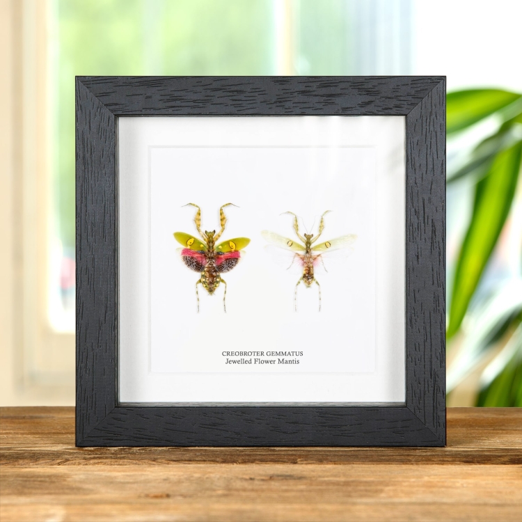 Jewelled Flower Mantis Male & Female Pair In Box Frame (Creobroter gemmatus)