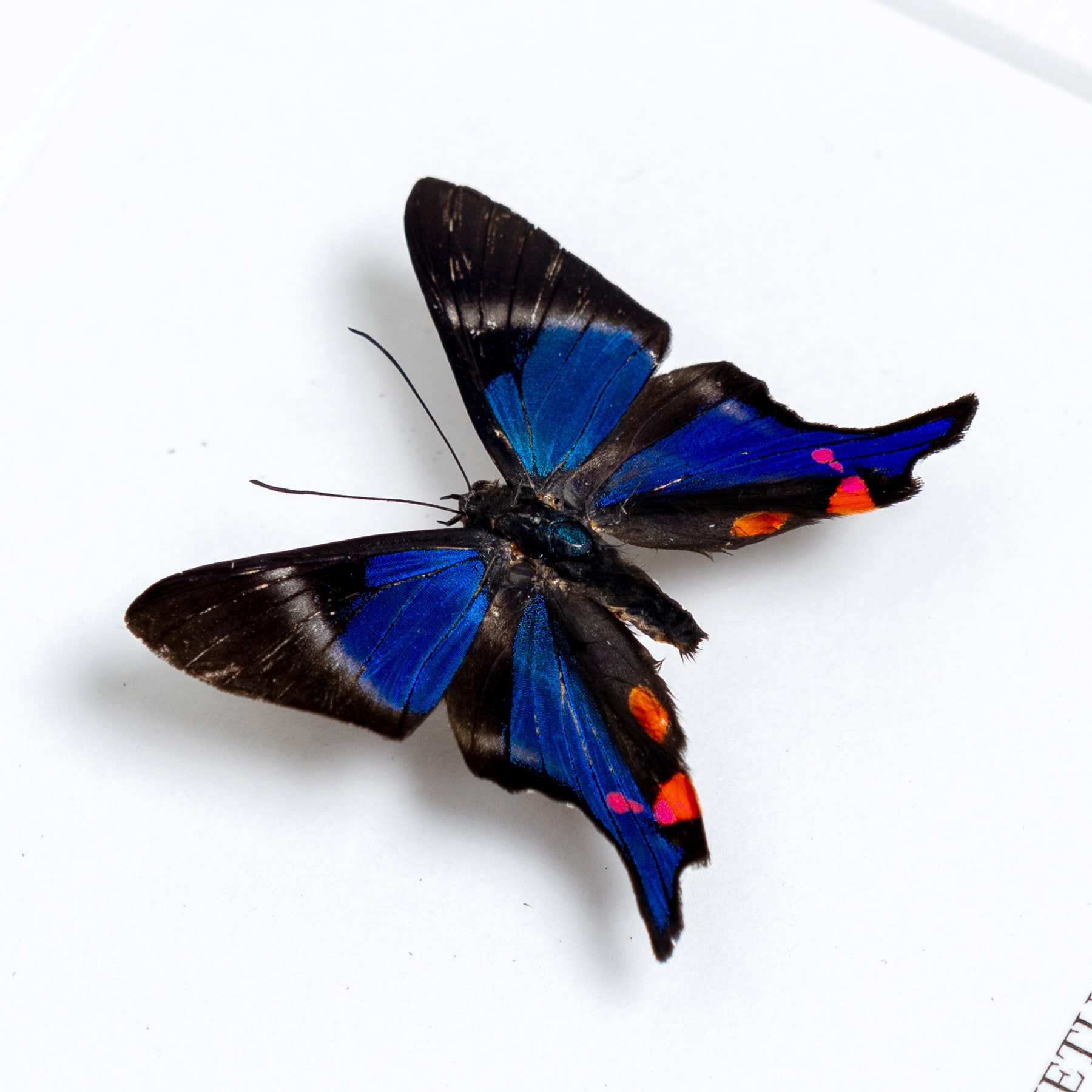 The Periander Metalmark Butterfly In Box Frame (Rhetus periander)