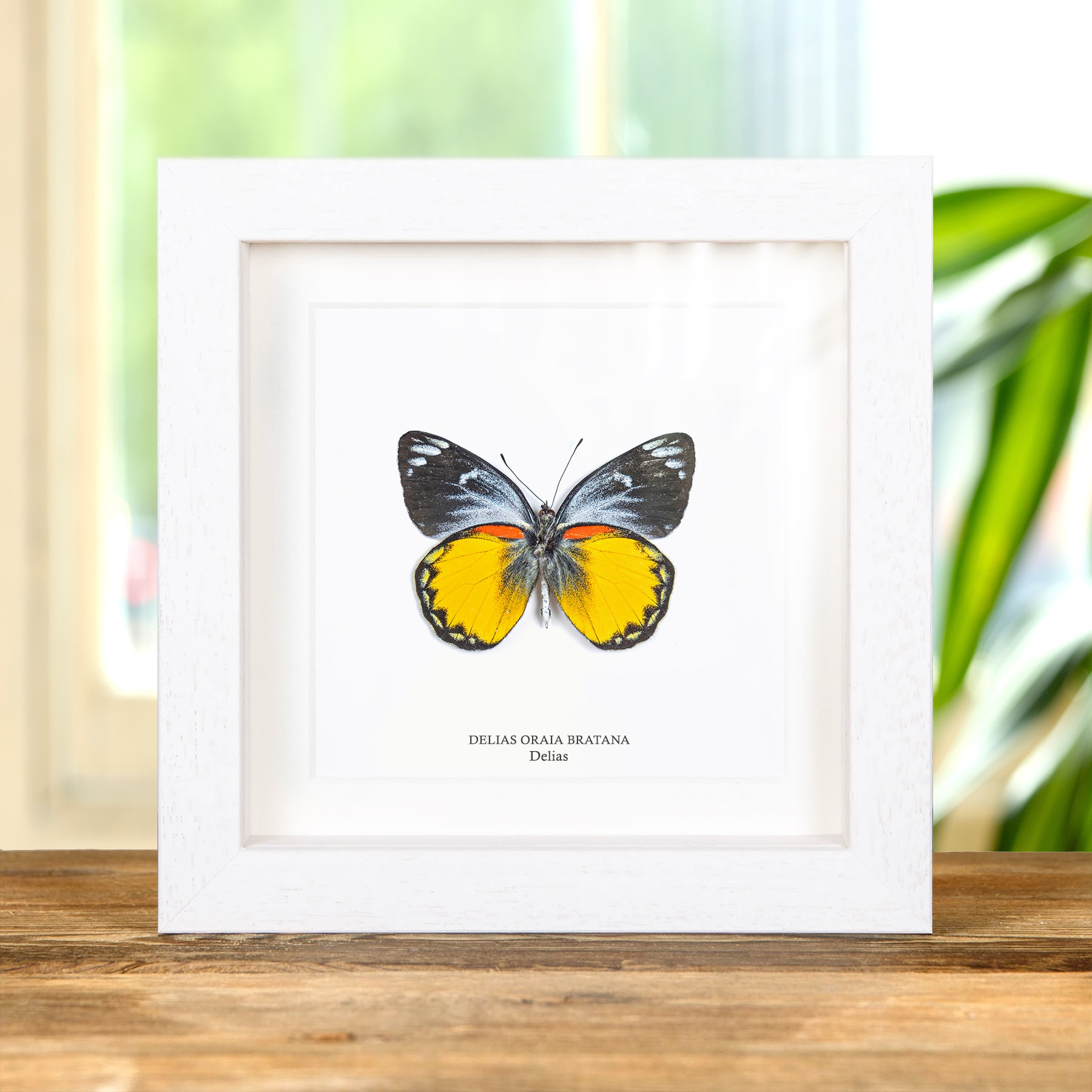 Delias Butterfly Ventral Side In Box Frame (Delias oraia bratana)