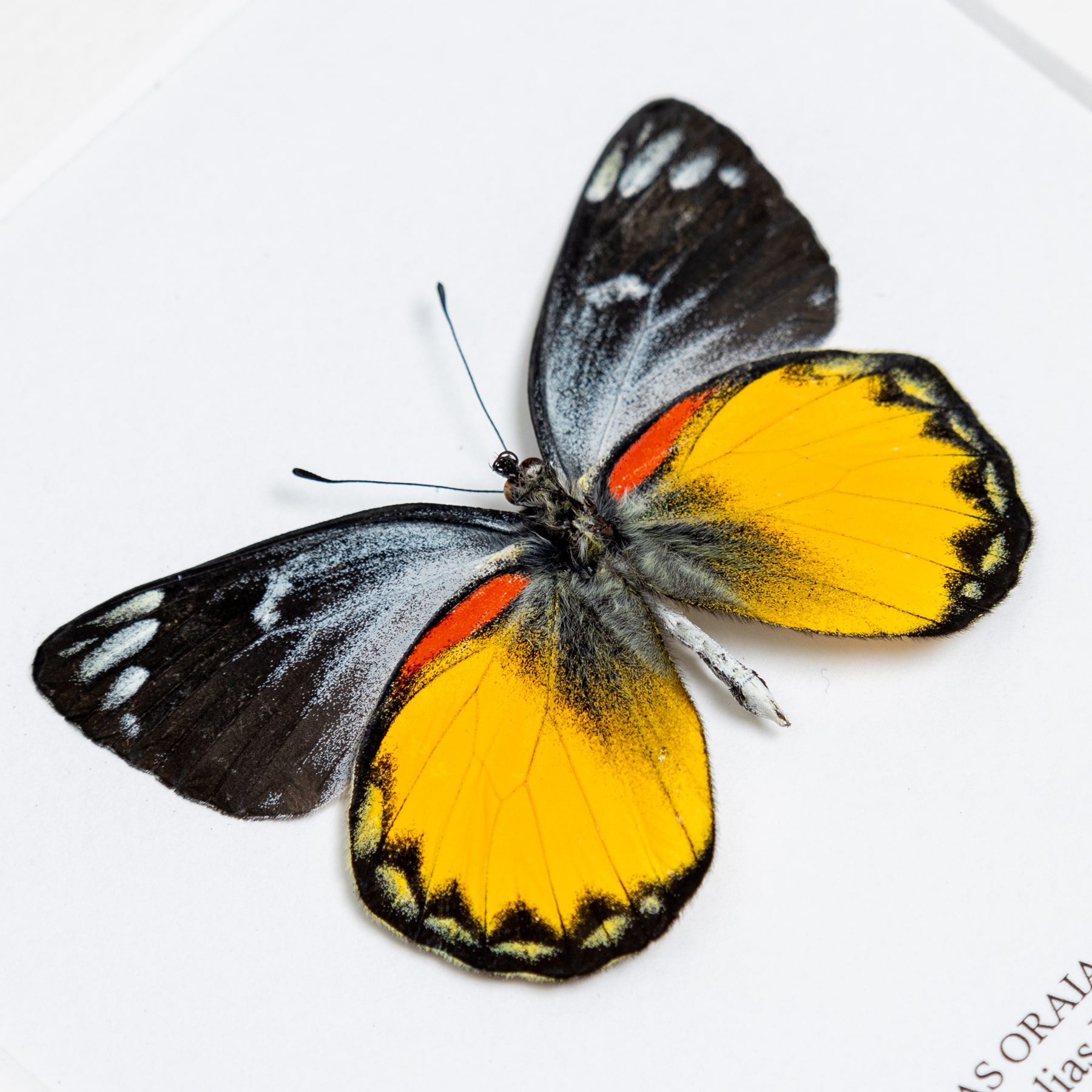 Delias Butterfly Ventral Side In Box Frame (Delias oraia bratana)