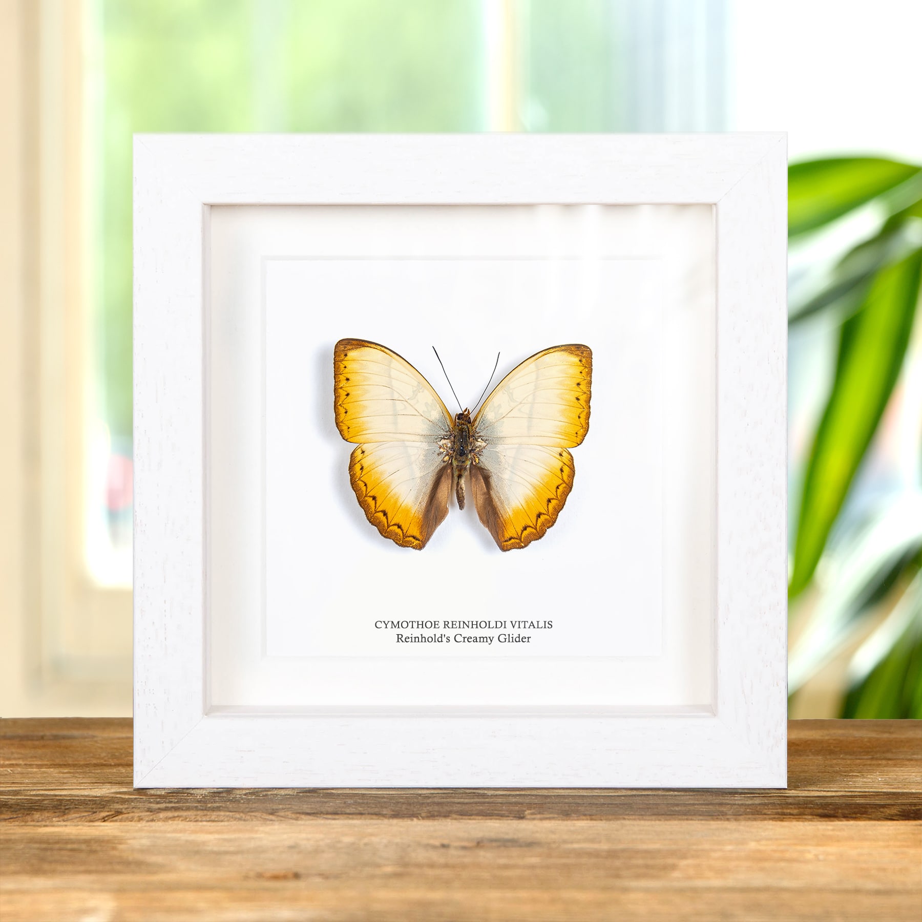 Reinhold's Creamy Glider Butterfly In Box Frame (Cymothoe reinholdi vitalis)
