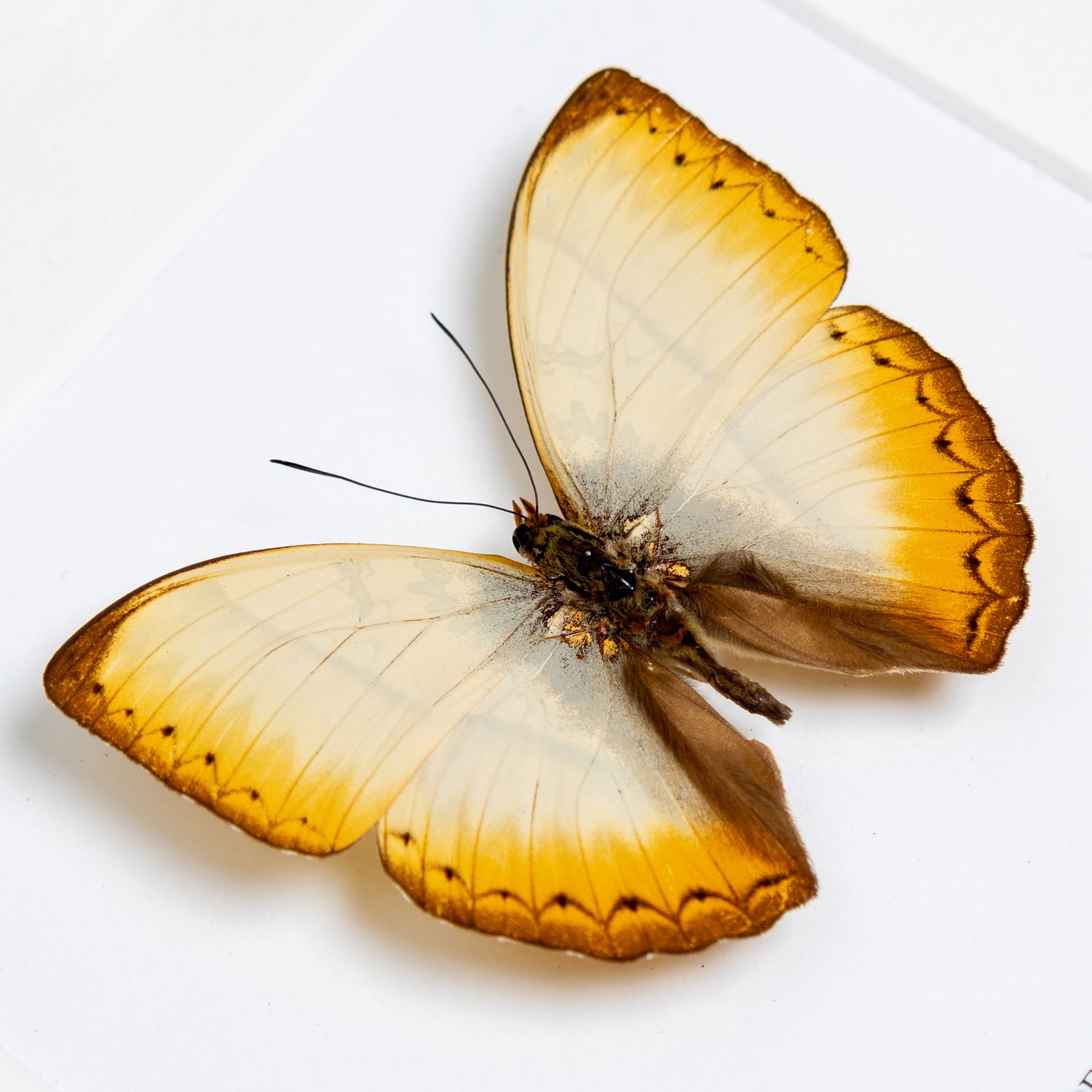 Reinhold's Creamy Glider Butterfly In Box Frame (Cymothoe reinholdi vitalis)